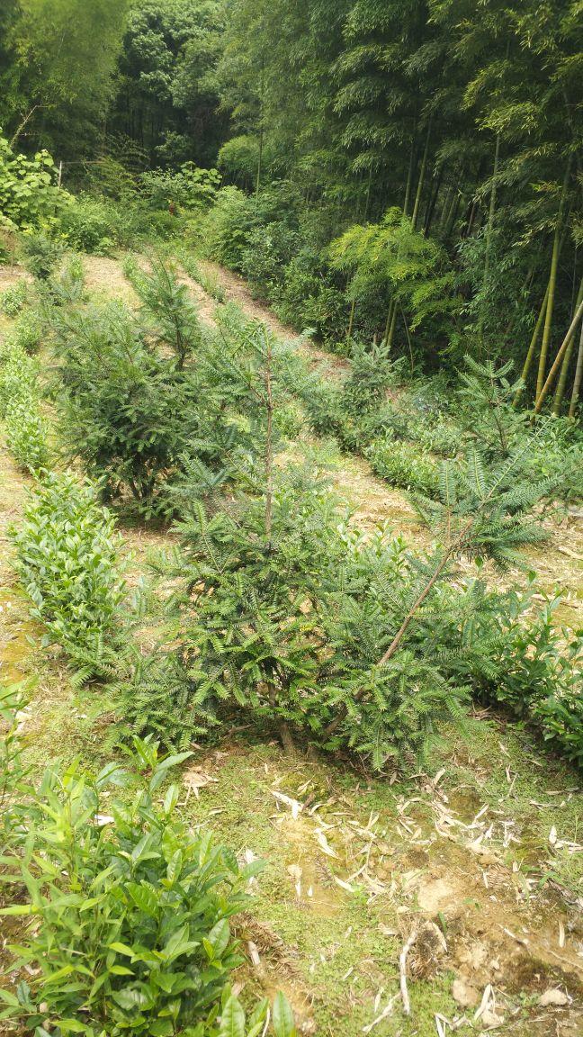 南岸茶园新区最新规划,南岸茶园新区最新规划步骤指南（初学者/进阶用户适用）
