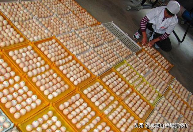 馆陶鸡蛋今日最新价格及市场走势与消费者关注分析