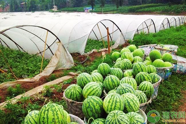 湖南西瓜价格最新行情,湖南西瓜价格最新行情概览
