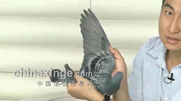 最新罗汉说鸽119期视频，揭秘小巷中的隐藏美食天堂