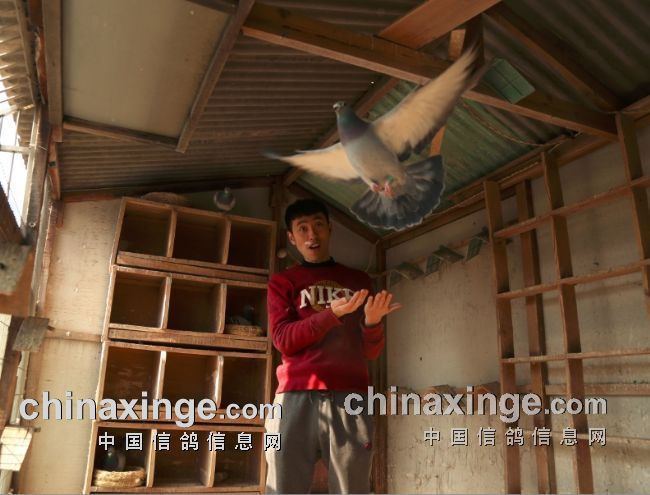 最新罗汉说鸽119期视频，揭秘小巷中的隐藏美食天堂