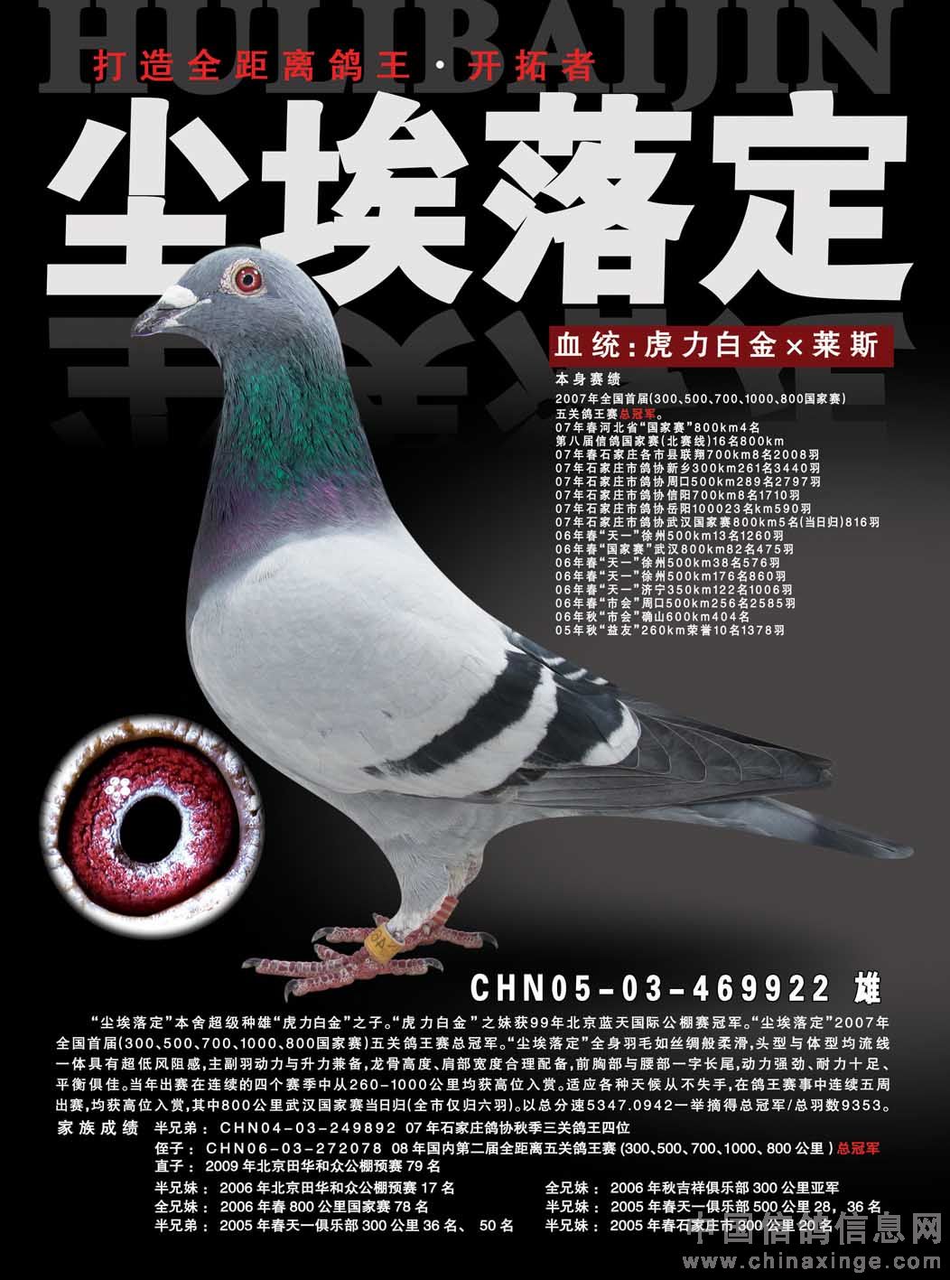 最新罗汉说鸽119期视频，揭秘小巷中的隐藏美食天堂