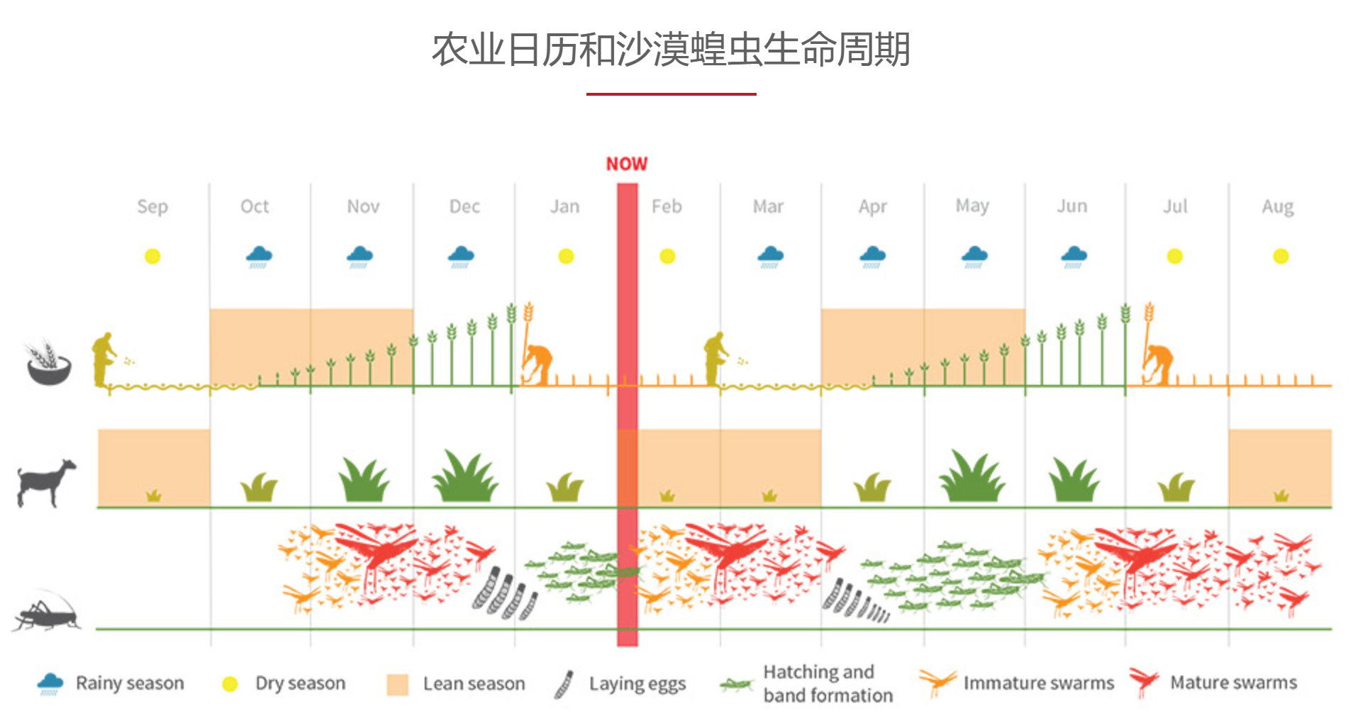 蝗灾最新动态及小巷独特风味探索