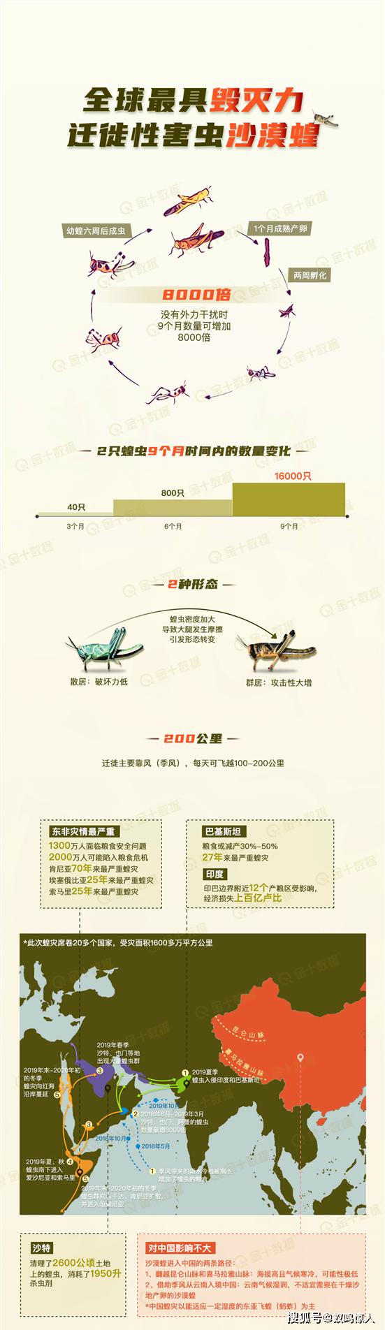 蝗灾最新动态及小巷独特风味探索
