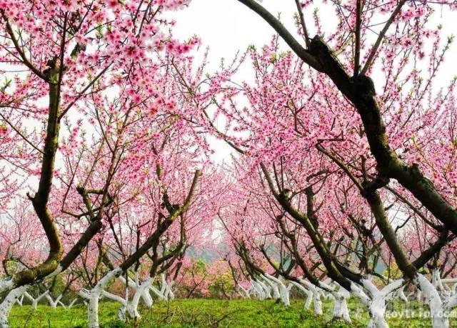 绵阳绿地最新——绿意盎然中的生活日常