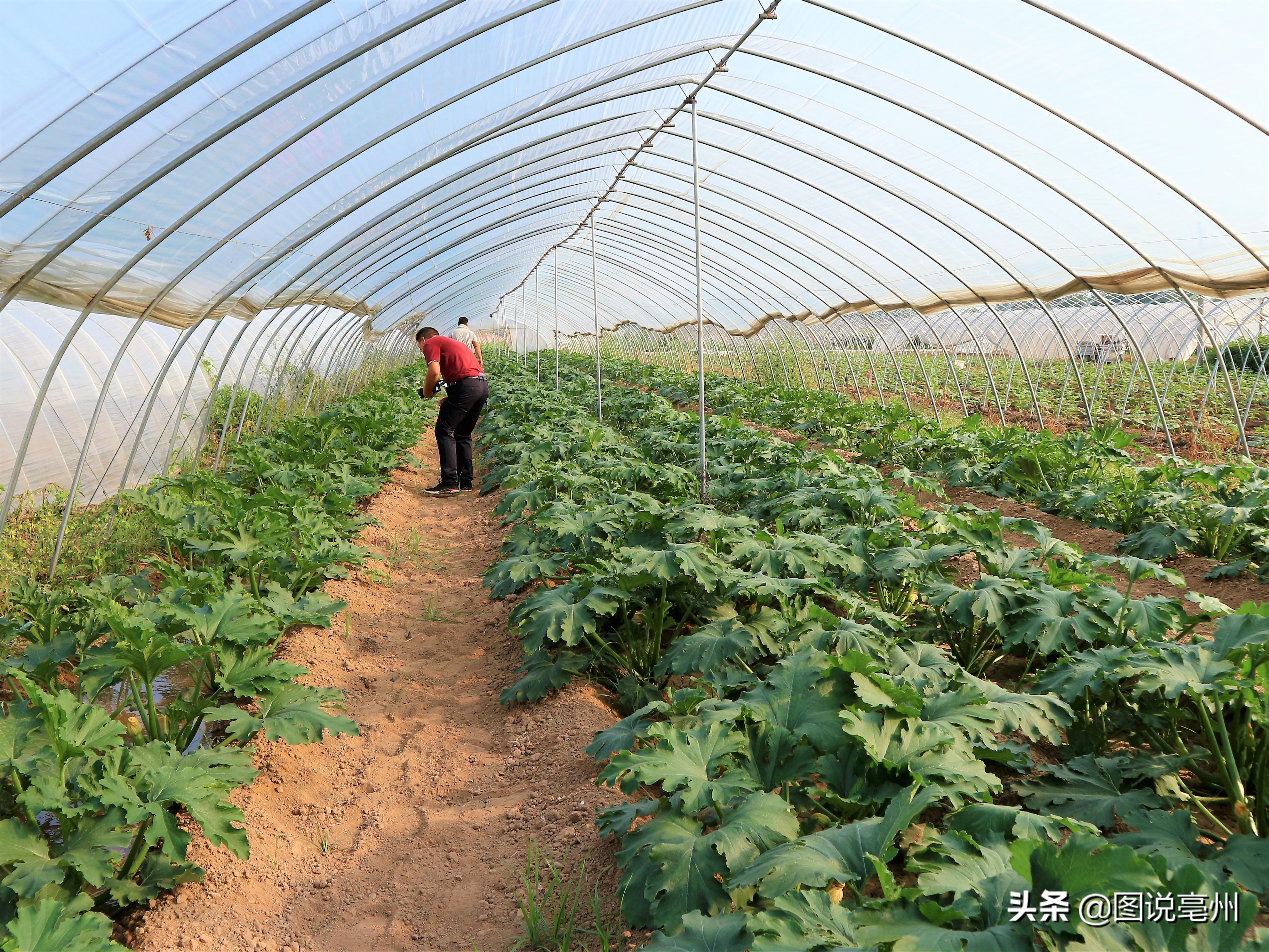 笋瓜最新行情分析与市场动态