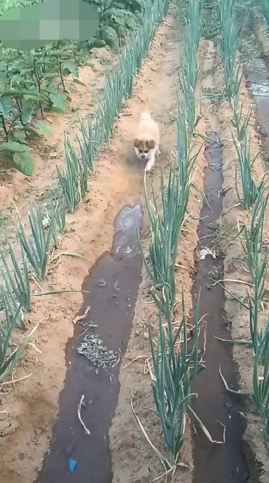 最新菜地浇水步骤详解，一站式指南