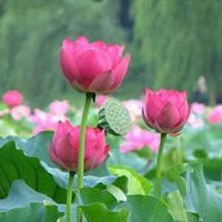 时尚潮流中的绚丽亮点，最新头像花