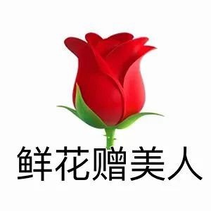 玫瑰表情最新，科技与生活的完美融合创新体验