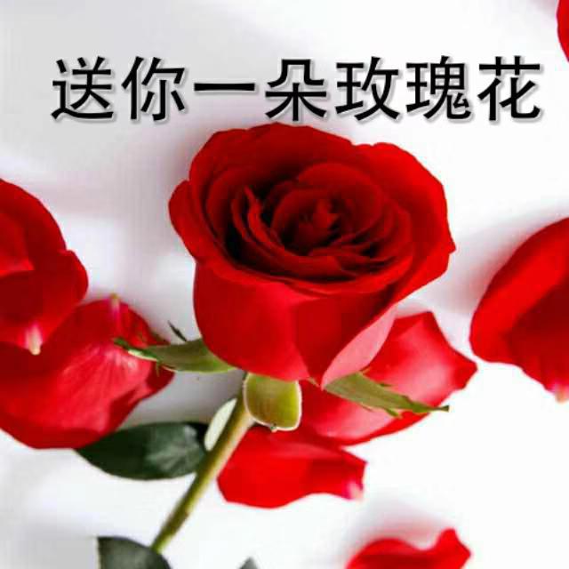 玫瑰表情最新，科技与生活的完美融合创新体验