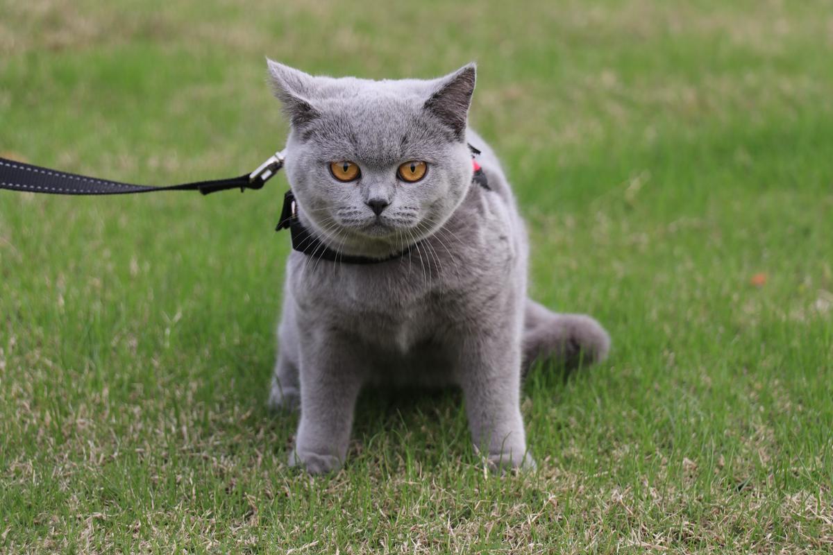 猫咪最新日常趣事，萌宠欢乐时光与友情纽带的交织