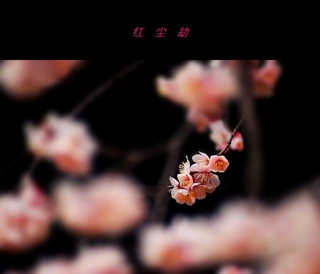 恋红尘最新，小巷中的隐秘美食探秘