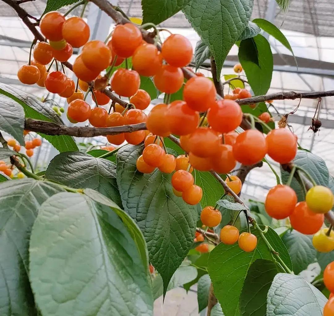 探索水果世界的精彩瞬间，最新水果视频速递