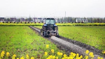 最新大米价格动态，市场趋势分析、预测与解读