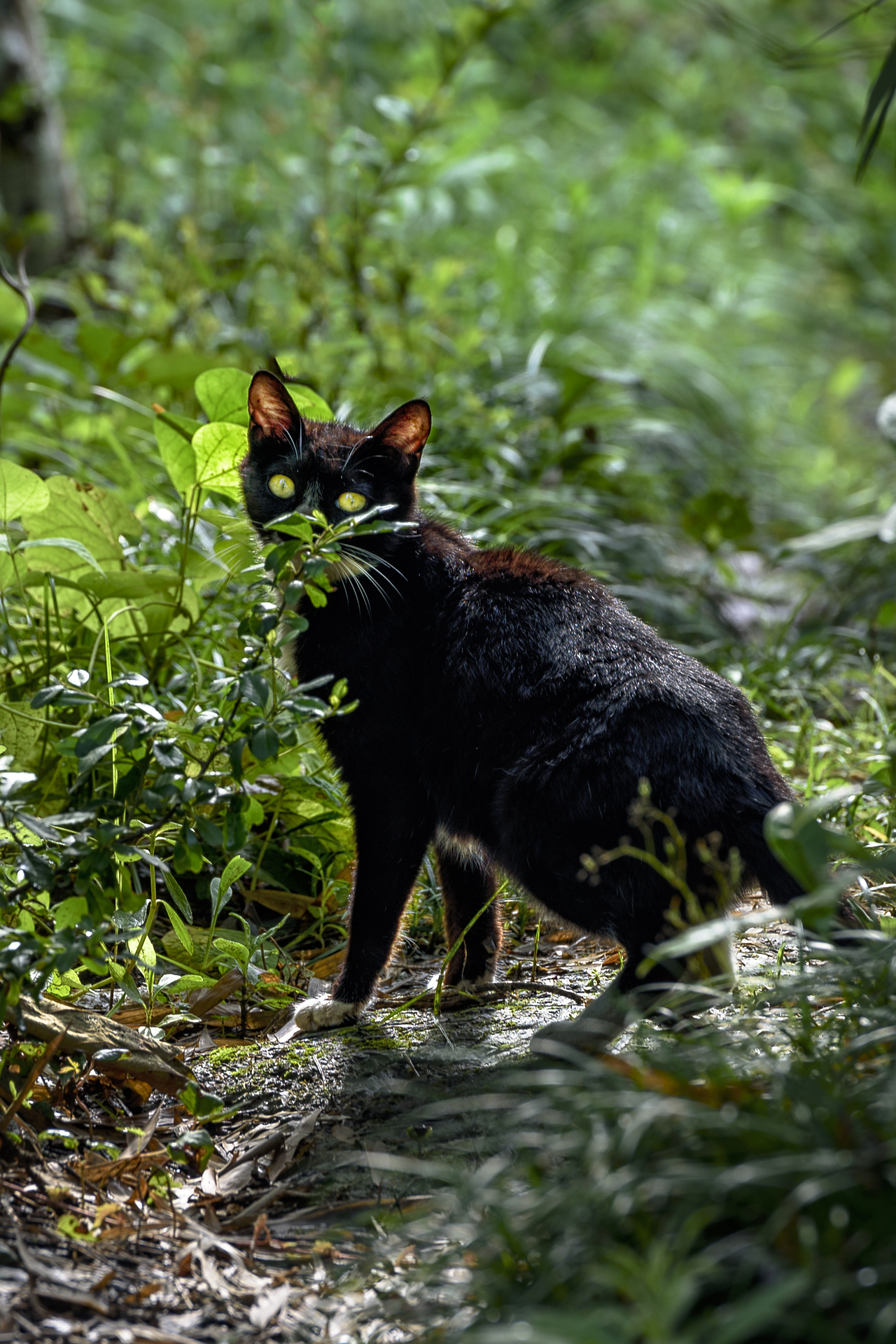 最新小野猫现象，多元视角下的探讨