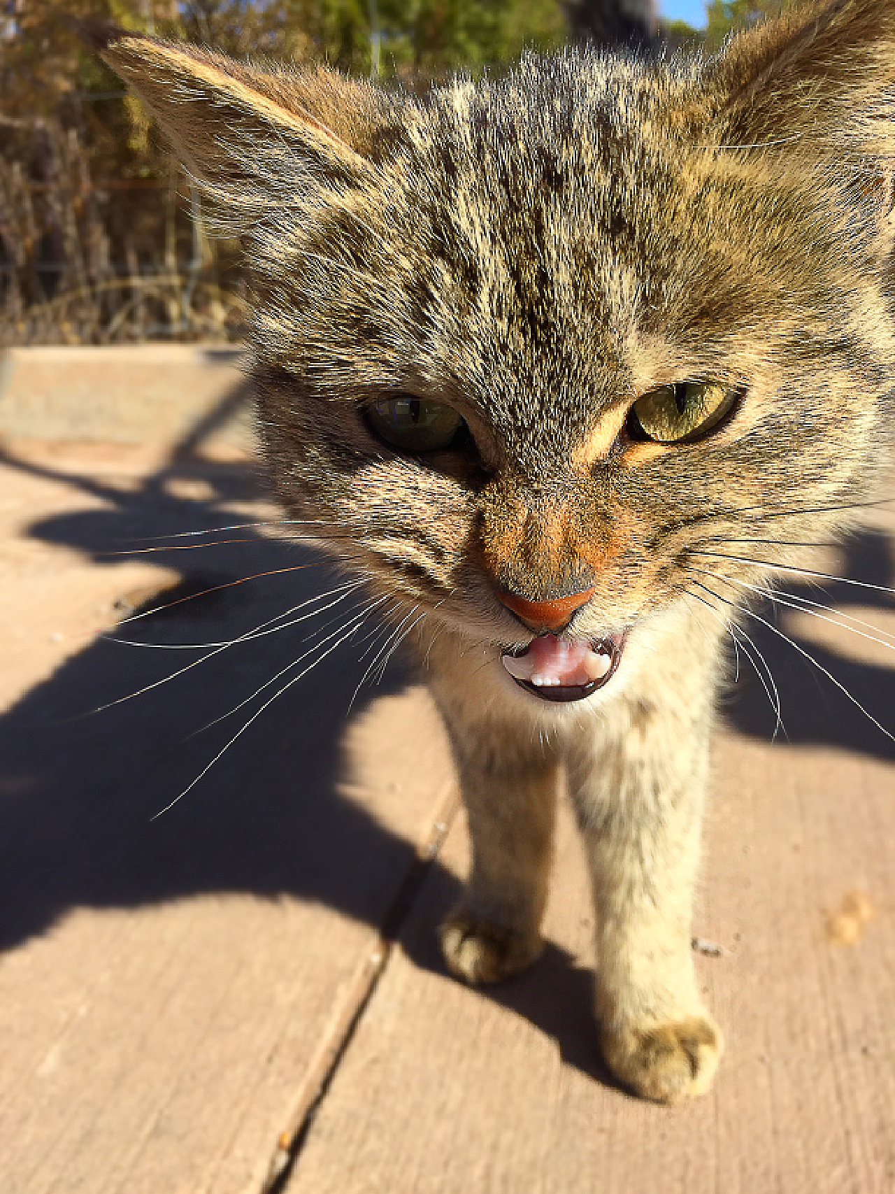 最新小野猫现象，多元视角下的探讨