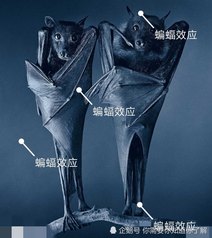 疫情下的蝙蝠巷奇遇，小巷中的特色小店