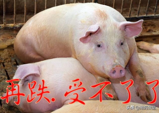 最新生猪价格深度解析，多方因素考量与观点阐述