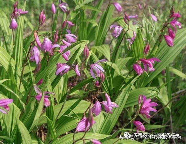白芨最新价格变动，学习成就的力量与自信之源