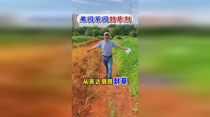 青草最新视频，时代印记与文化传承的交融呈现