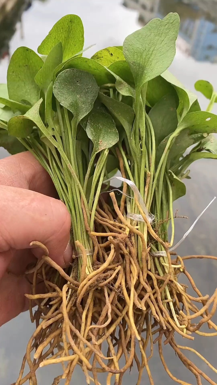 青草最新视频，时代印记与文化传承的交融呈现