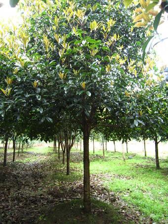 桂花树最新价格走势，市场分析与观点解析