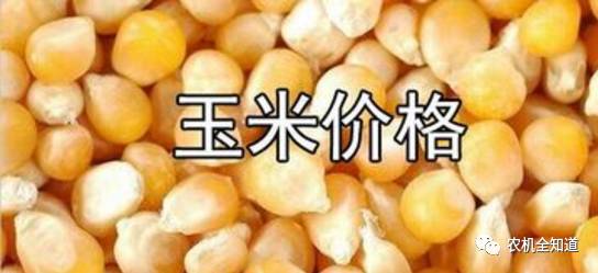 山西玉米最新价格揭秘，巷弄深处的玉米香探秘之旅