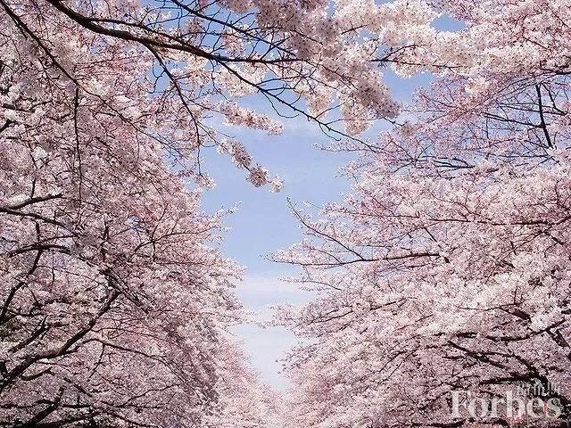 宅樱最新版下载指南，初学者与进阶用户的下载步骤
