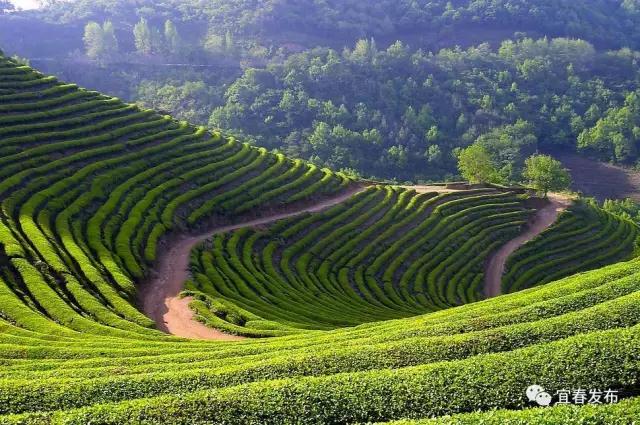 茶园新区发展最新动态，自然之旅的新起点，探索内心平静的奇妙旅程