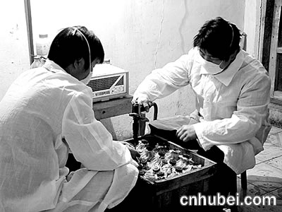 液体菌种奇幻之旅，最新制作方法与揭秘揭秘